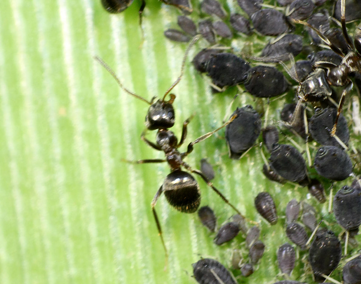 formica da identificare